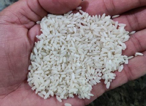 خرید و فروش برنج چمپا خوزستان + شرایط فوق العاده